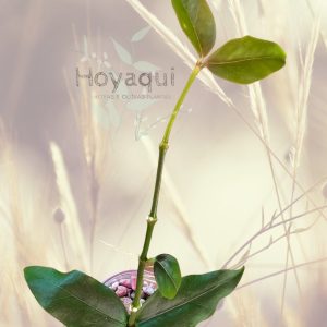 Hoya acuminata