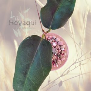 Hoya oreostemma NS12-318 (pink-white)