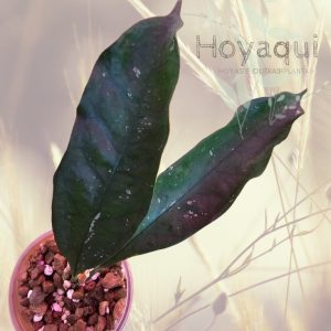 Hoya occultata red