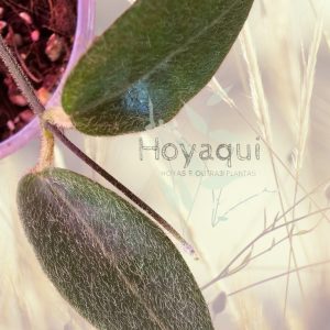 Hoya hypolasia