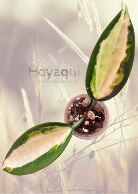 Hoya latifolia ‘Queensy’