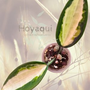 Hoya latifolia ‘Queensy’