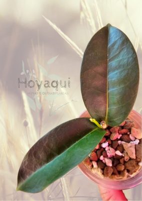 Hoya bruno queen