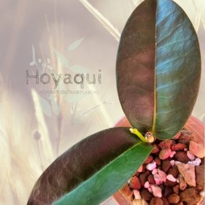 Hoya bruno queen
