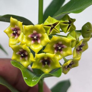 Hoya bruno queen