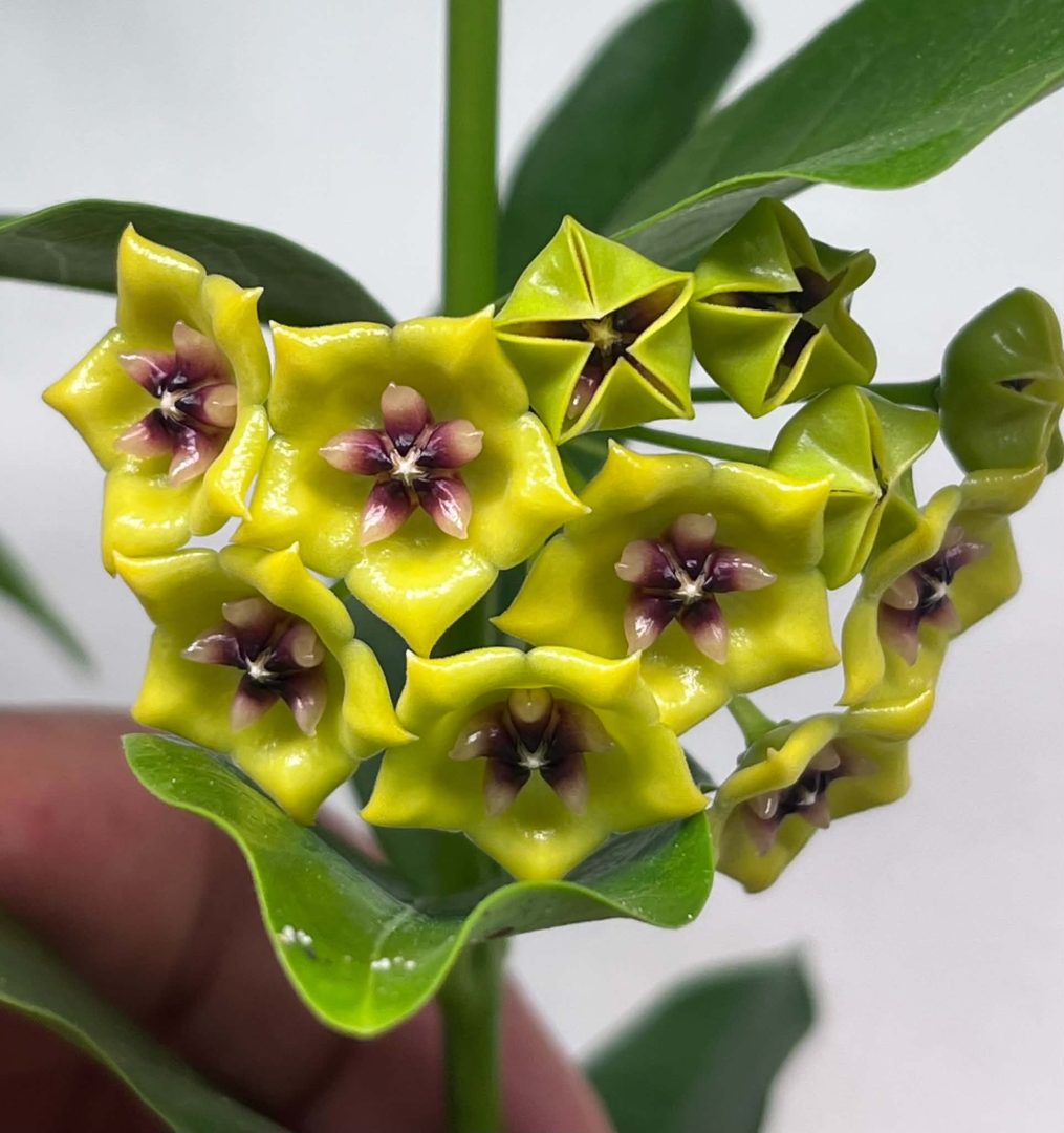 Hoya bruno queen Hoya bruno queen