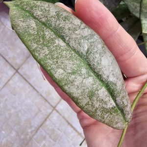 Planta 3