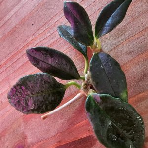 Planta 1