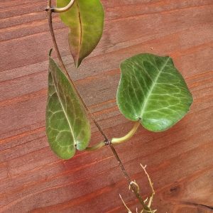 Planta 3