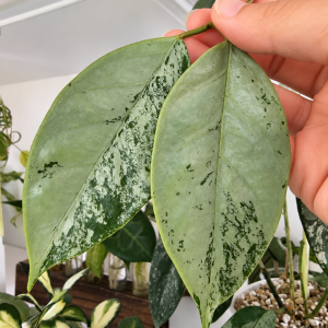 Planta 1