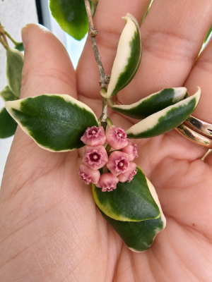 Hoyas - Variedade de cortes (variegatas)