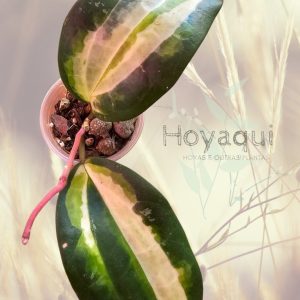 Hoya latifolia inner var sp Jabar