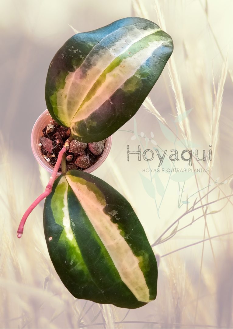 Hoya latifolia inner var sp Jabar Hoya latifolia inner var sp Jabar
