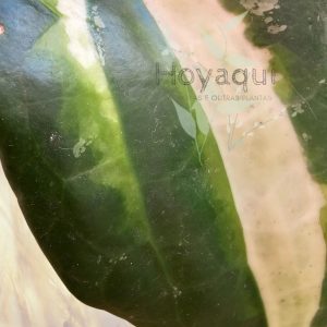Hoya latifolia inner var sp Jabar
