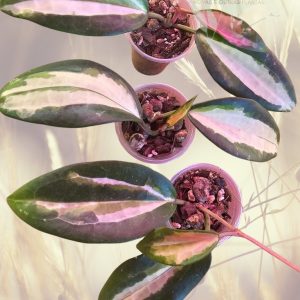 Hoya latifolia inner var sp Jabar