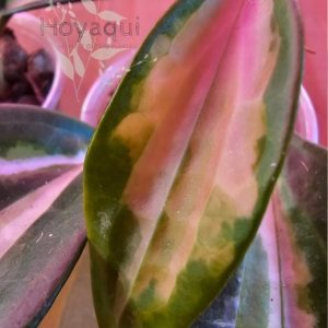 Hoya latifolia inner var sp Jabar
