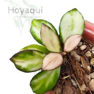 Hoya heuschkeliana (inner var)