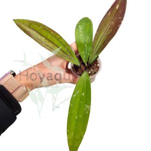 Hoya sp. Bengkulu (Rindu Rafflesia)