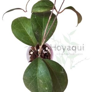 Hoya verticillata sp. Lampung