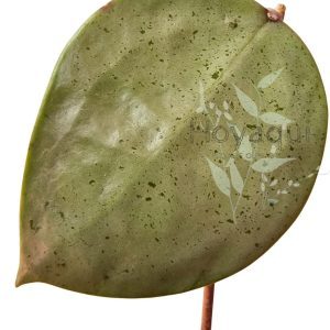 Hoya verticillata ‘Silver Heart’