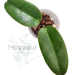 Hoya onychoides