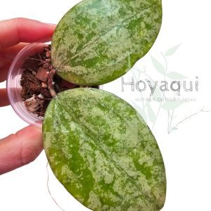 Hoya verticillata Nganjuk splash