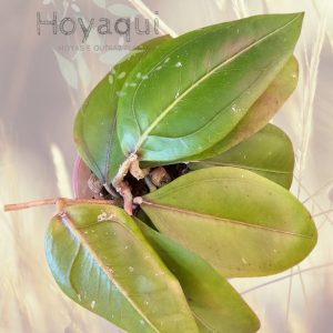 Hoya sp. Gayo (CNS 005)