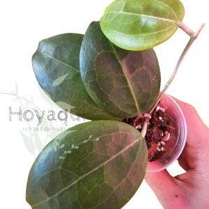 Hoya sp. Selayar