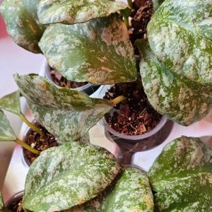 waymaniae cloudy sky