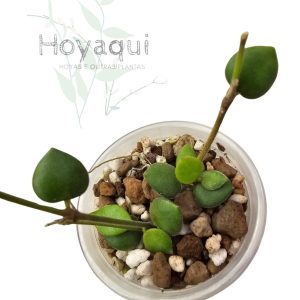 Hoya mamasa