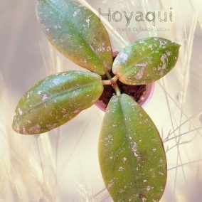 Hoya mitrata Splash