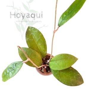 Hoya sp. Trenggalek