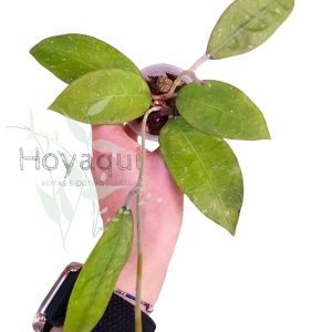 Hoya sp. Trenggalek
