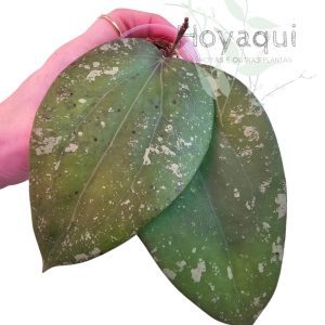 Hoya glabra Splash