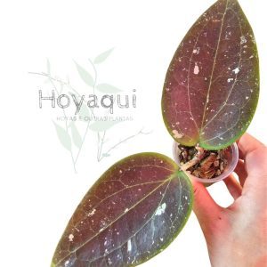 Hoya glabra Aceh