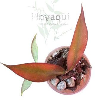 Hoya ignorata