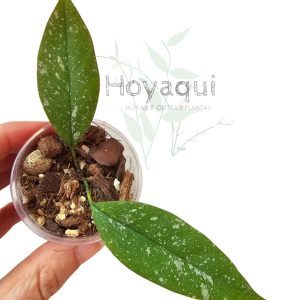 Hoya multiflora mini splash