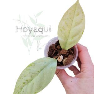 Hoya coriacea ‘Silver’