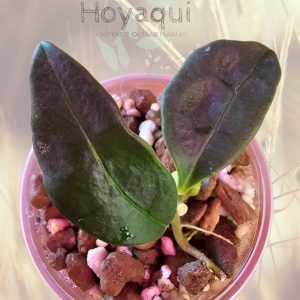 Hoya nyhuusiae