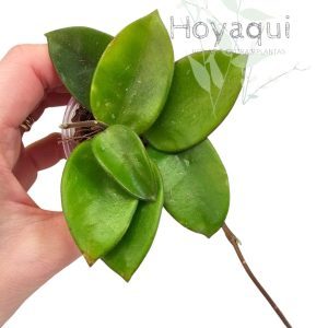 Hoya chouke