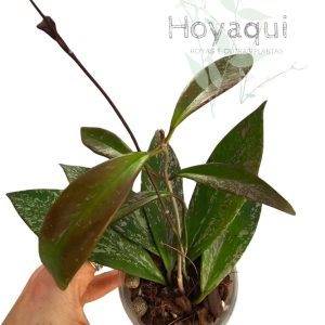 Hoya pubicalyx (splash)