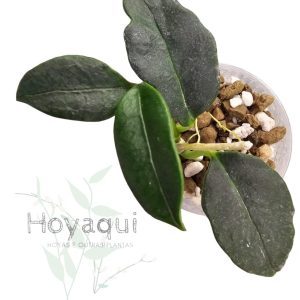 Hoya nyhuusiae
