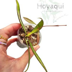 Hoya tsangii (inner var)