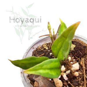 Hoya bella ‘Green on Green’