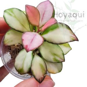 Hoya heuschkeliana inner variegated