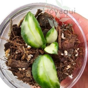 Hoya lacunosa 'Bruno Tricolor'