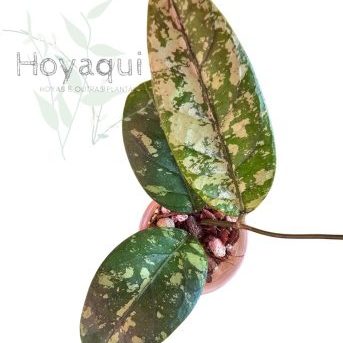 Hoya sp. Aceh (splash)