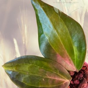 Hoya latifolia 'Wasabi'