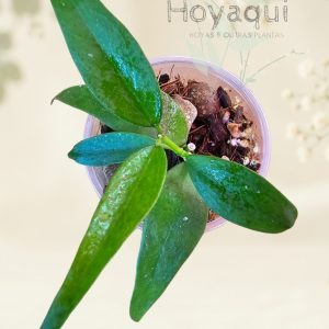 Hoya sp. Vietnam (polyneura complex)