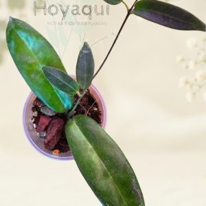 Hoya hypolasia